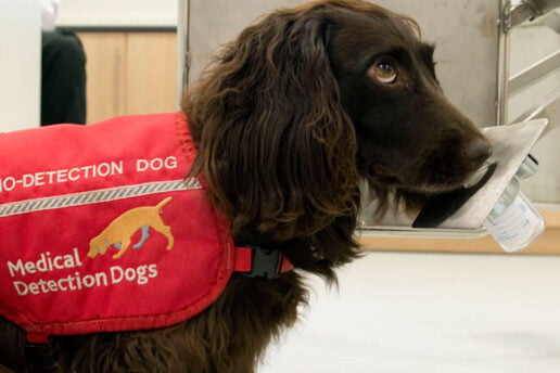 medical detection dogs