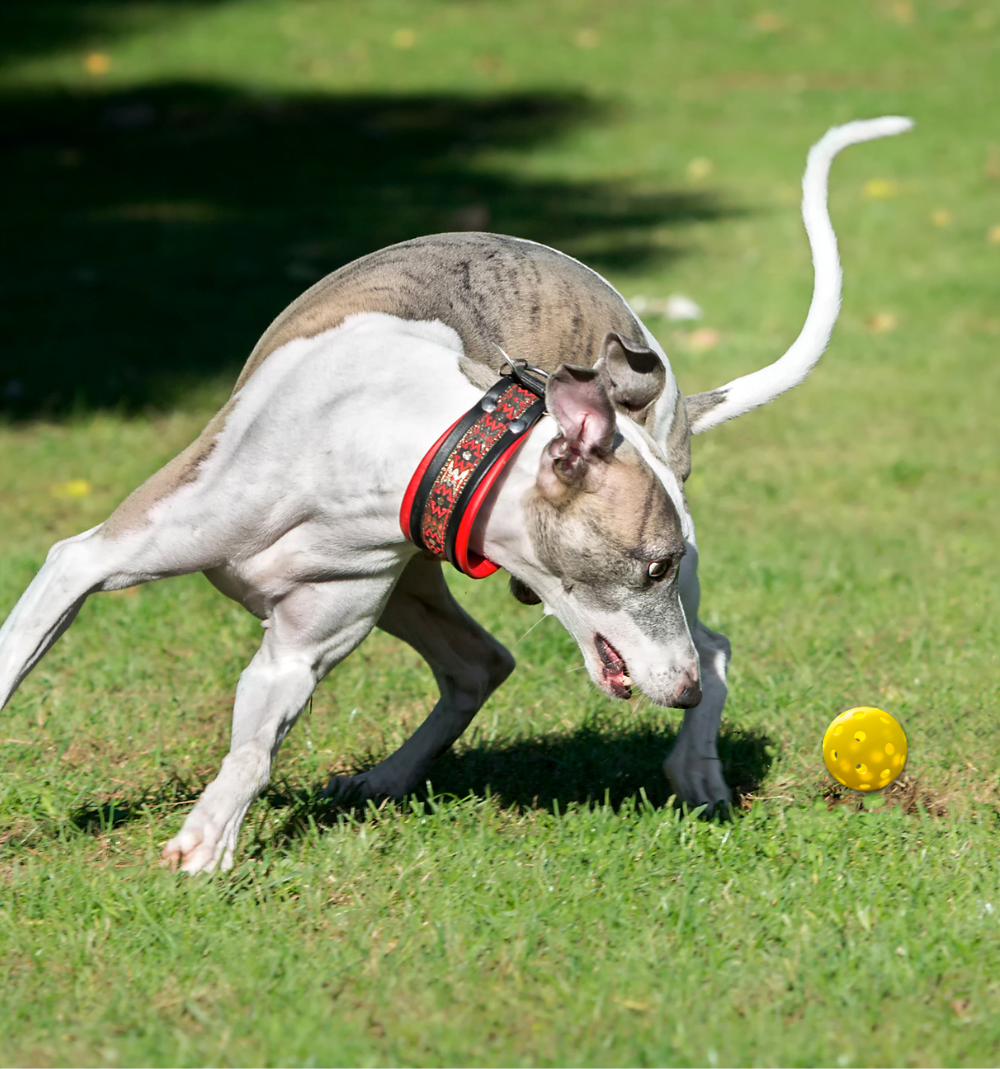 Dog playing with a pickleball ball